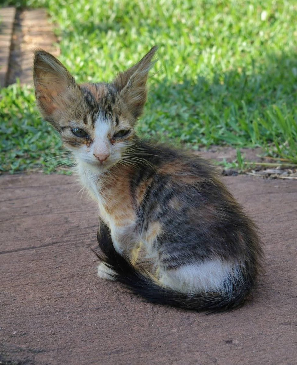 gereli_ber's tweet photo. Michi en adopción, su consulta no molesta. Whatsapp 0984147015. 

Favor RT 🐱🙌 https://t.co/9vSEcMbzVB