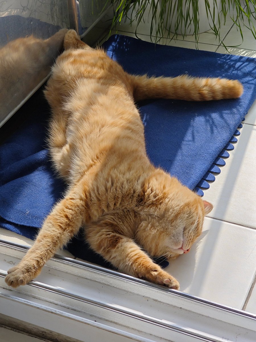 Sasisankar3's tweet photo. 小奶猫从巴掌大到踩奶踩成小肉球啦～从躲沙发底到敢拍我手要罐罐，毛孩子的每一步“成长碎碎念”都超治愈！ https://t.co/j9dPZoB1wR