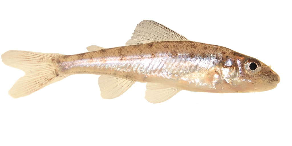 U.S. Fish and Wildlife Service tweet media