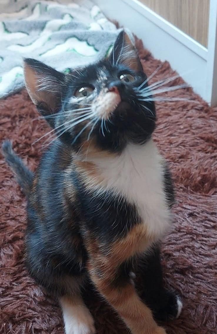 Hermosa Zoe, de 3 meses, en adopción responsable. Es muy dulce y juguetona. Ya sabe ocupar su arenero. Si deseas darle un hogar, con compromiso de esterilización a partir de los 5 meses de edad, escribe al +56948078085. Favor RT!
#Valparaíso