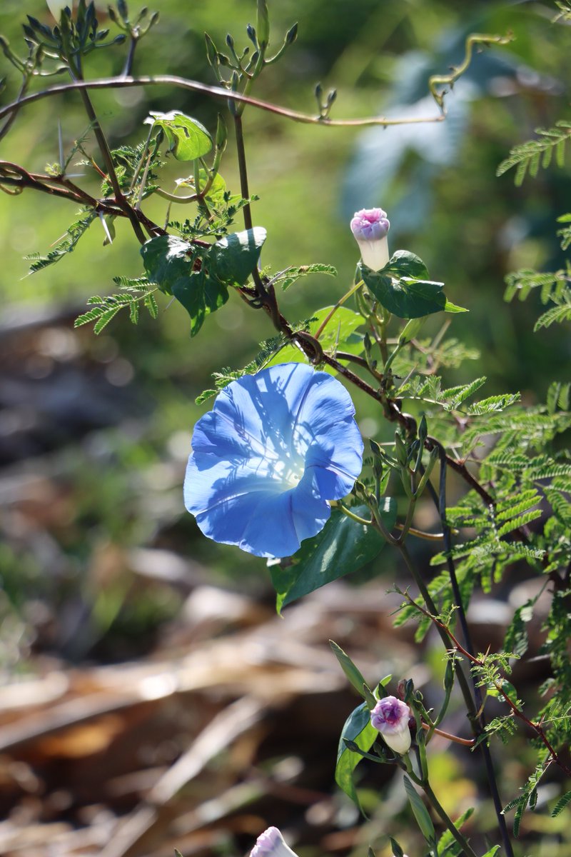 nabordecampos's tweet photo. Fragmentos de naturaleza. 
Flores bañadas por el sol.
#flores https://t.co/oHzwPXeAa0
