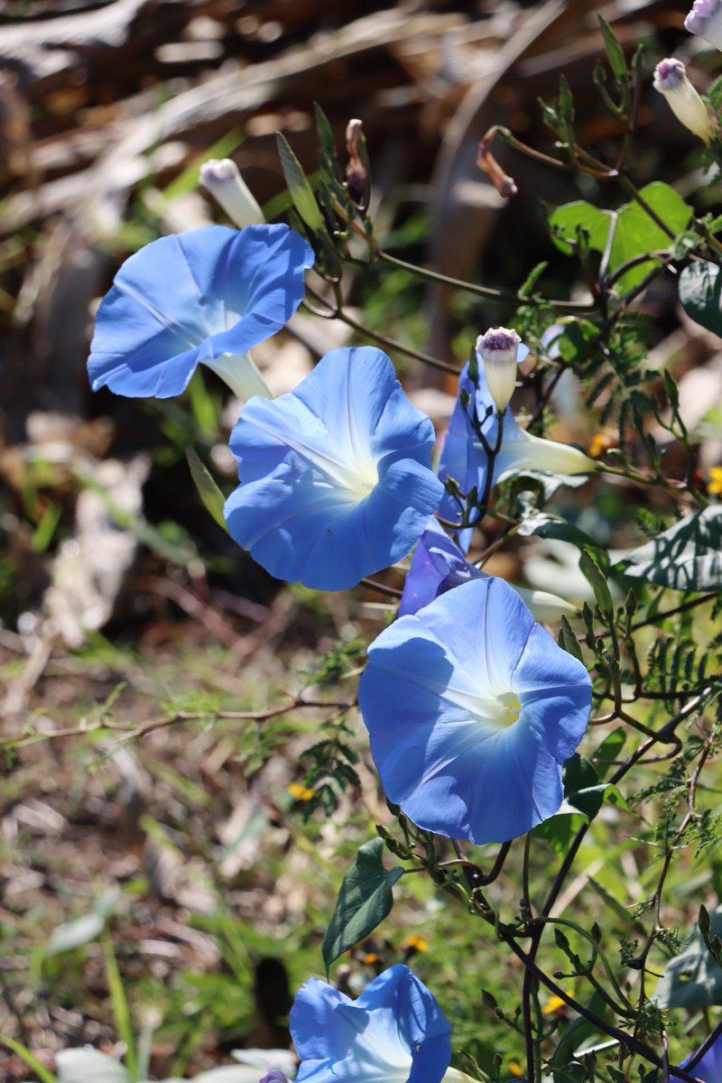 Fragmentos de naturaleza. 
Flores bañadas por el sol.
#flores