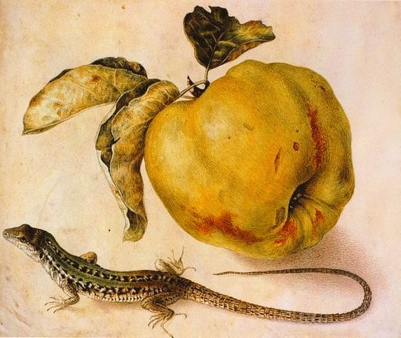 womensart1's tweet photo. Still Life with apple/quince and lizard (mid 1600's) by Giovanna Garzoni, Italian Baroque era artist #WomensArt #WildlifeArtWeek https://t.co/FY99wtWUvB