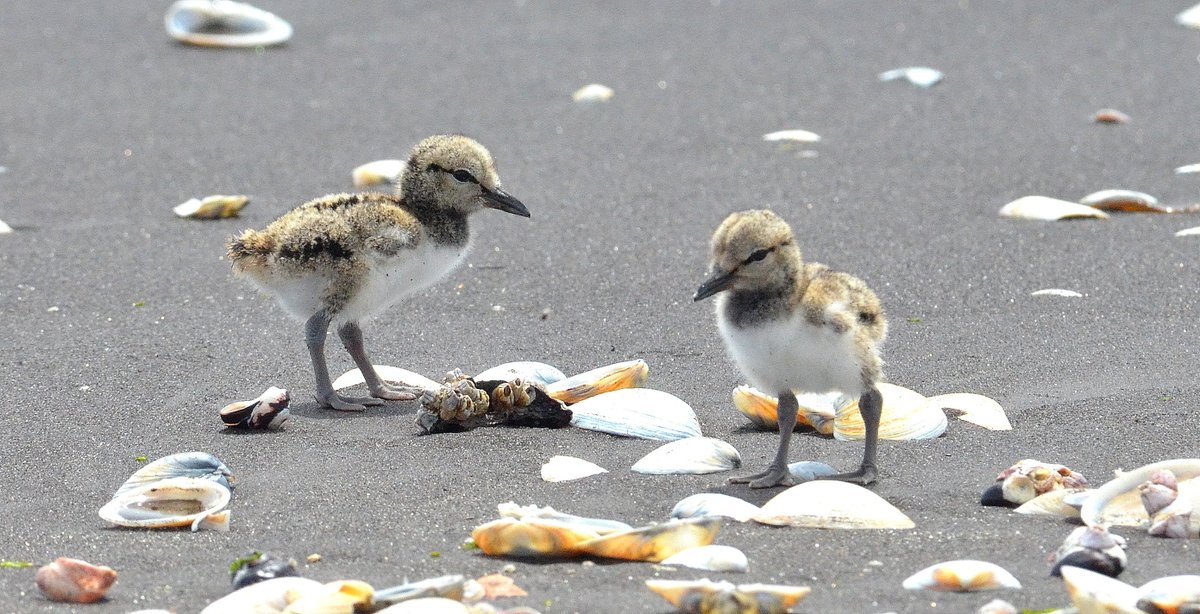 #EstáPasando Llaman al Senado a aprobar ley que prohíbe tránsito de vehículos en playas, humedales costeros y dunas 🏍️🪺

¿Qué te parece? Más detalles aquí. 👇🏽

ow.ly/PNle50XVBfi