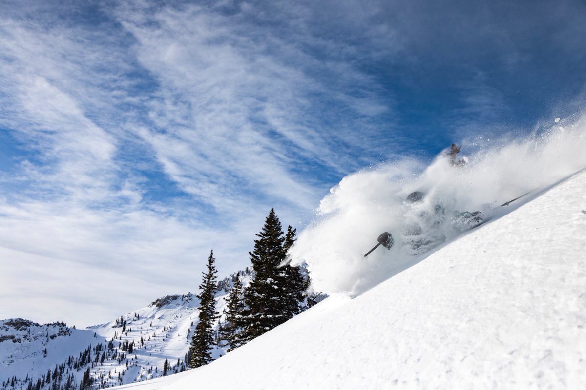 Snowbird tweet media