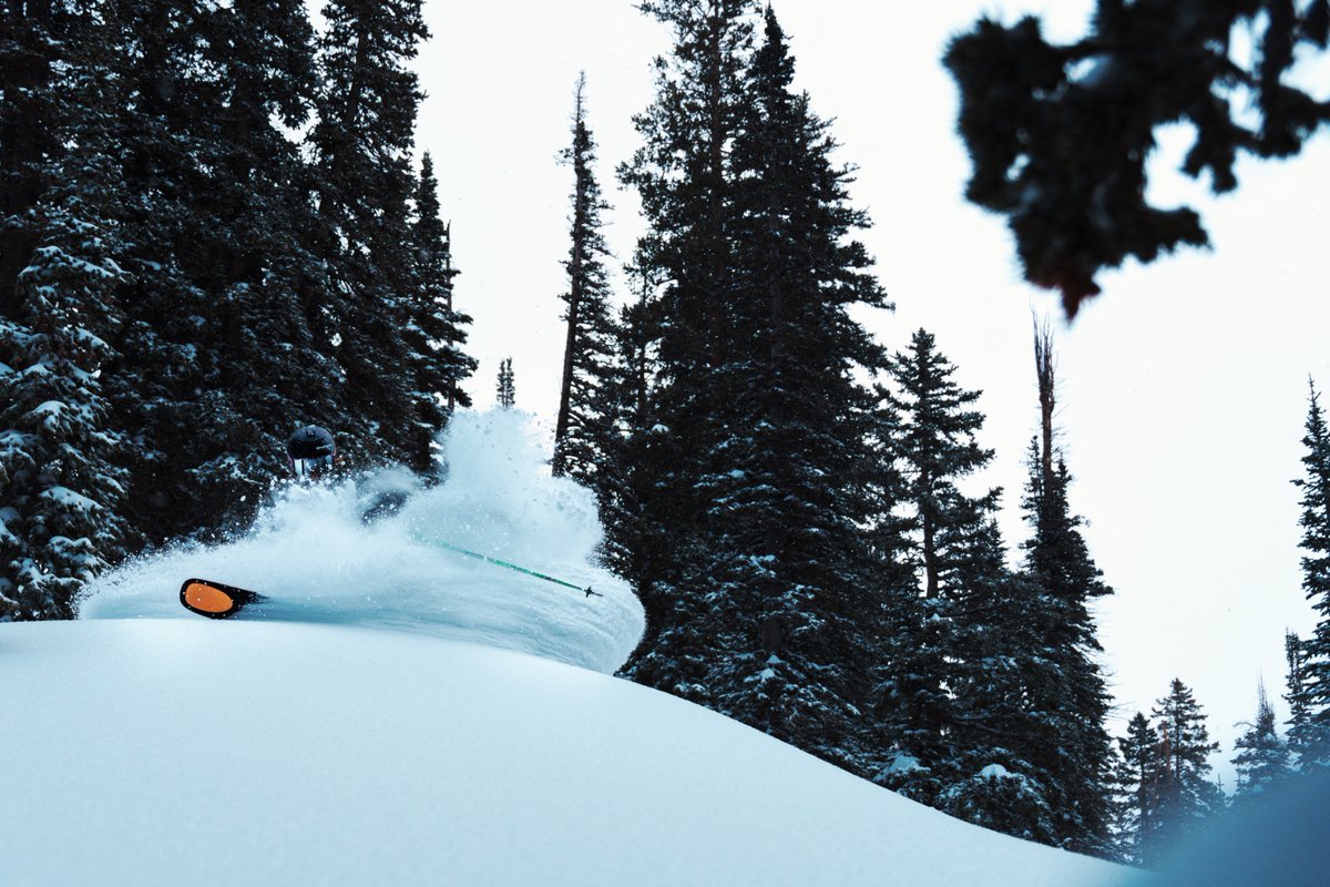 Snowbird tweet media