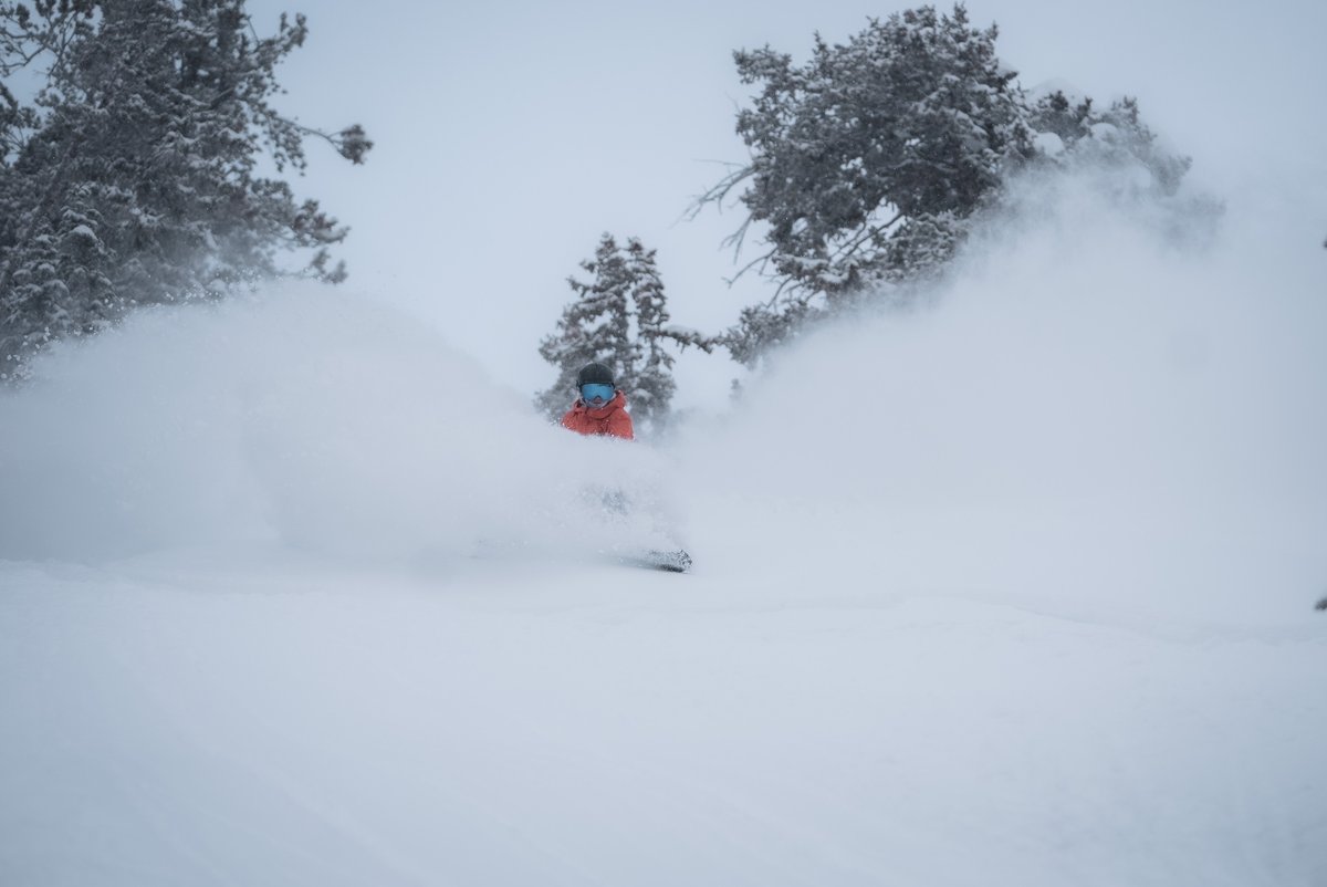 Snowbird tweet media