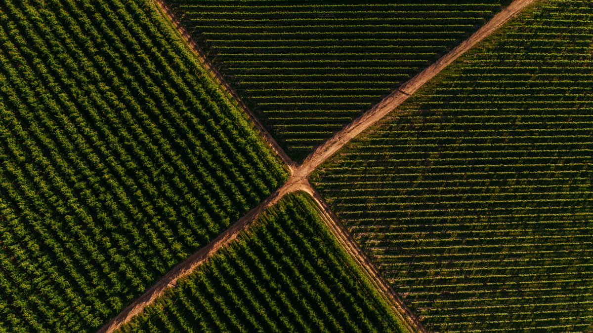 Sutherland Vineyards tweet media