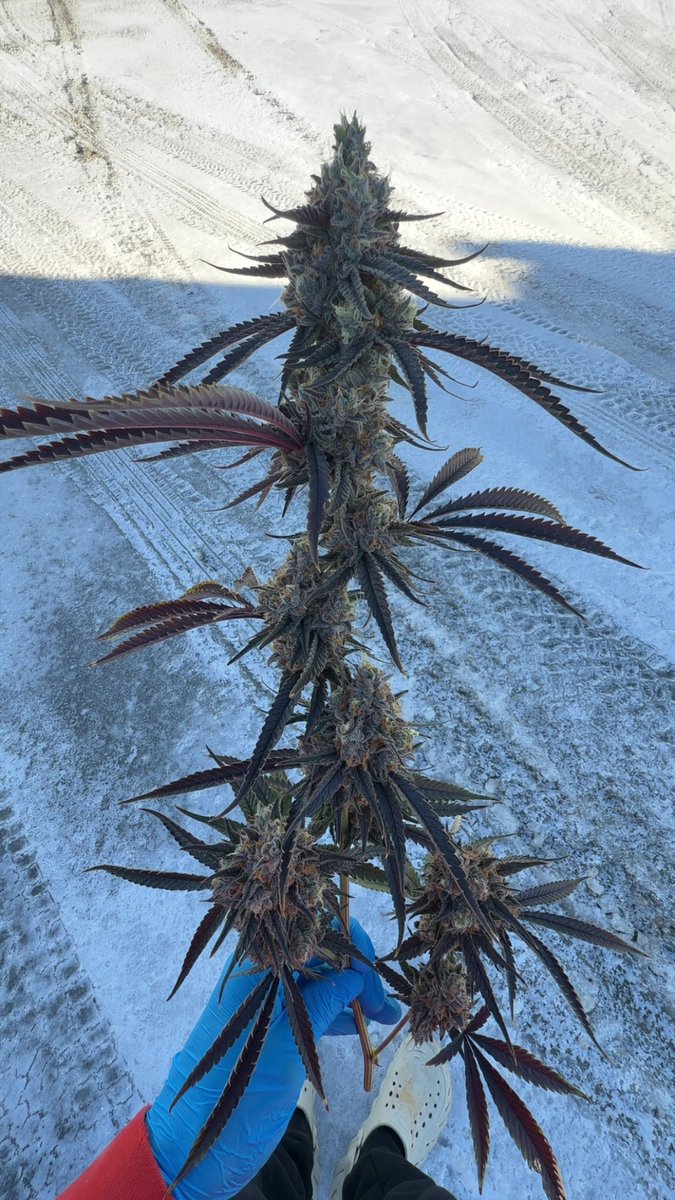 First 🫘 I ever popped 💫
My pheno of Guava Icee D65 🪓
“Ice Cream Cake ✖️ Strawberry Guava”