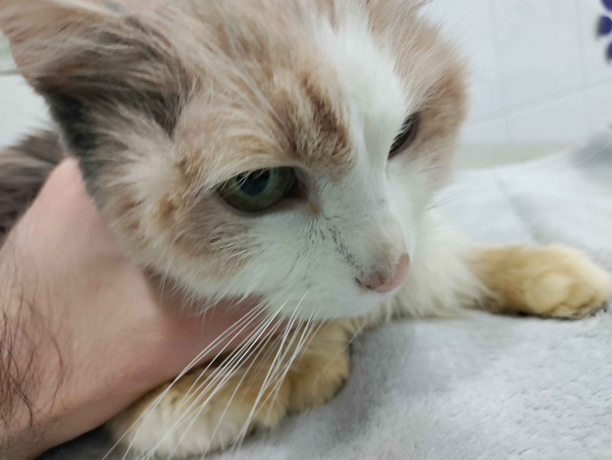 Fastolph's tweet image. 2010-2026