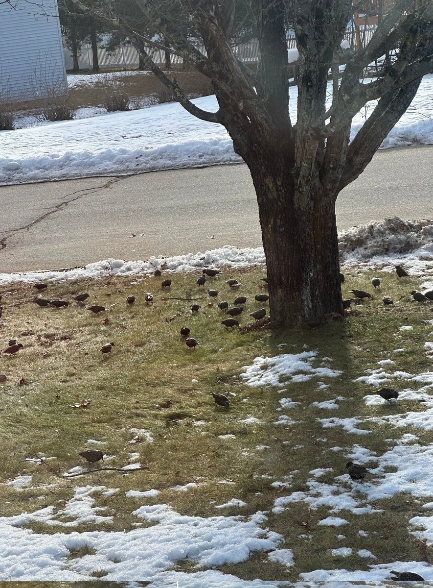kenmlmpro's tweet photo. Spotted a sunny scene straight out of "The Birds" today—minus the menace! 🐦☀️ A flock soaking up the sun on leftover snow—a delightful nod to nature’s quirky wonders. The Great Outdoors always has fresh surprises in store! 🌞😊 https://t.co/QdDmFsTMqj