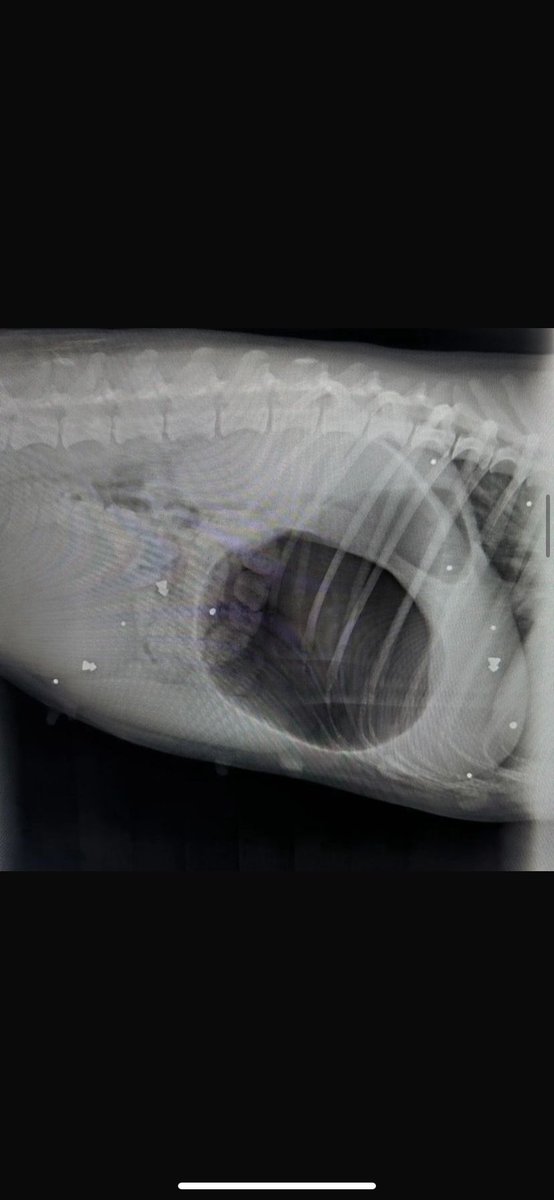 aylinimsimi's tweet photo. @darkwebhaber Köpeklerdeki saçma olayı o kadar fazla ki kendi köpeğimde de bir sürü var ekledigim fotoğraf sadece köpeğimin bir kısmında olan yerleri yüzünde kulağının içinde bacaklarında her yerinde var gerçekten bunun motivasyonunu anlamıyorum sebebini anlamıyorum ve yatacak yeriniz yok https://t.co/xvrS2yzIqe