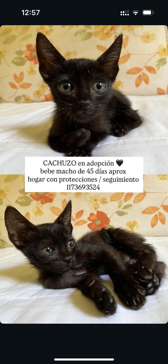 pichip_'s tweet photo. GATITOS EN ADOPCIÓN https://t.co/J4QOTYor3K