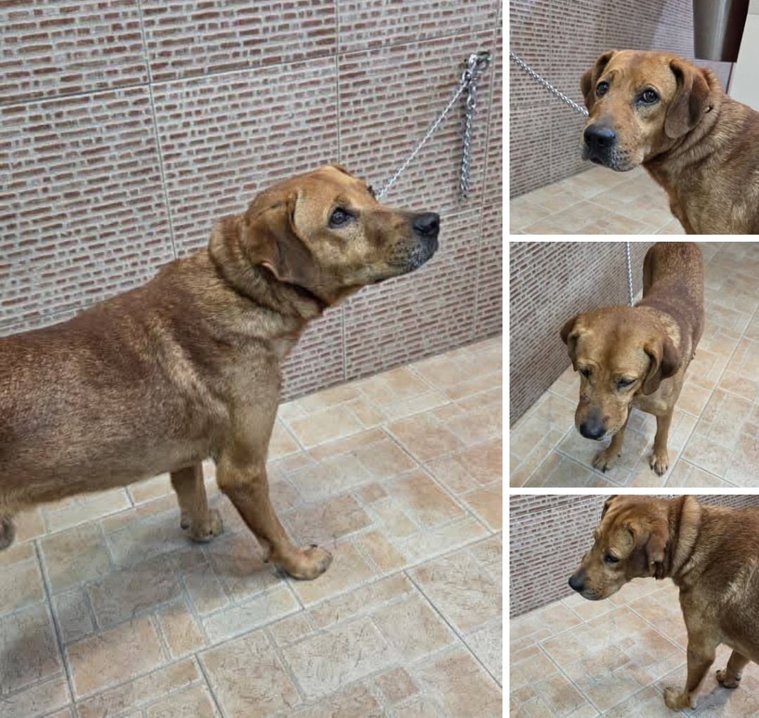 Atención ↔️ RP <a href="/aidalopezmendez/">Aída López-Méndez</a>: SE BUSCA A SU FAMILIA Y RESGUARDO/HOGAR. Está en el Centro Médico Docente La Trinidad desde finales de diciembre. Se presume extraviado/abandonado
Es macho, 3 años aprox, no castrado, sin collar 0424-4600365