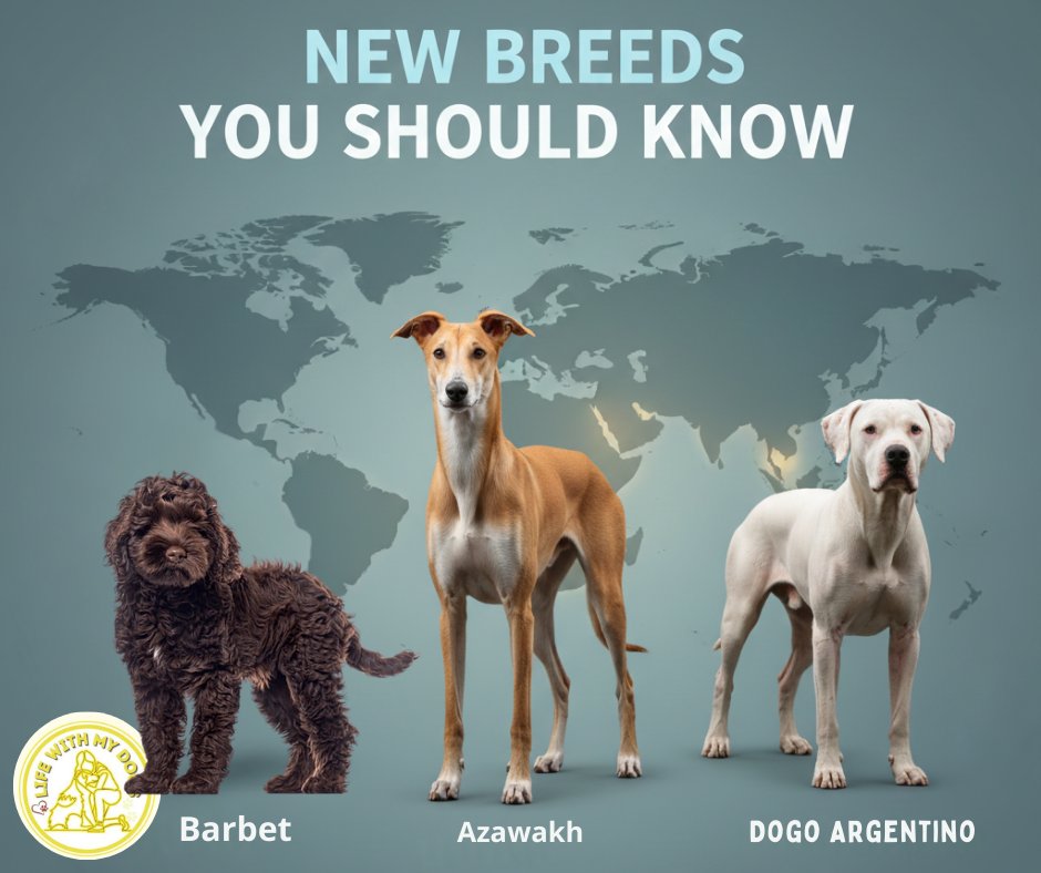 LifeWithMyDogs9's tweet image. Ever heard of THESE dogs? 🐶👀

Meet the Azawakh, Barbet, and Dogo Argentino—unique looks, rich history 🐶✨ Save this breed list! 🐾📌 

#RareDogBreeds #DogKnowledge #CanineCulture #PetFacts #DogEducation