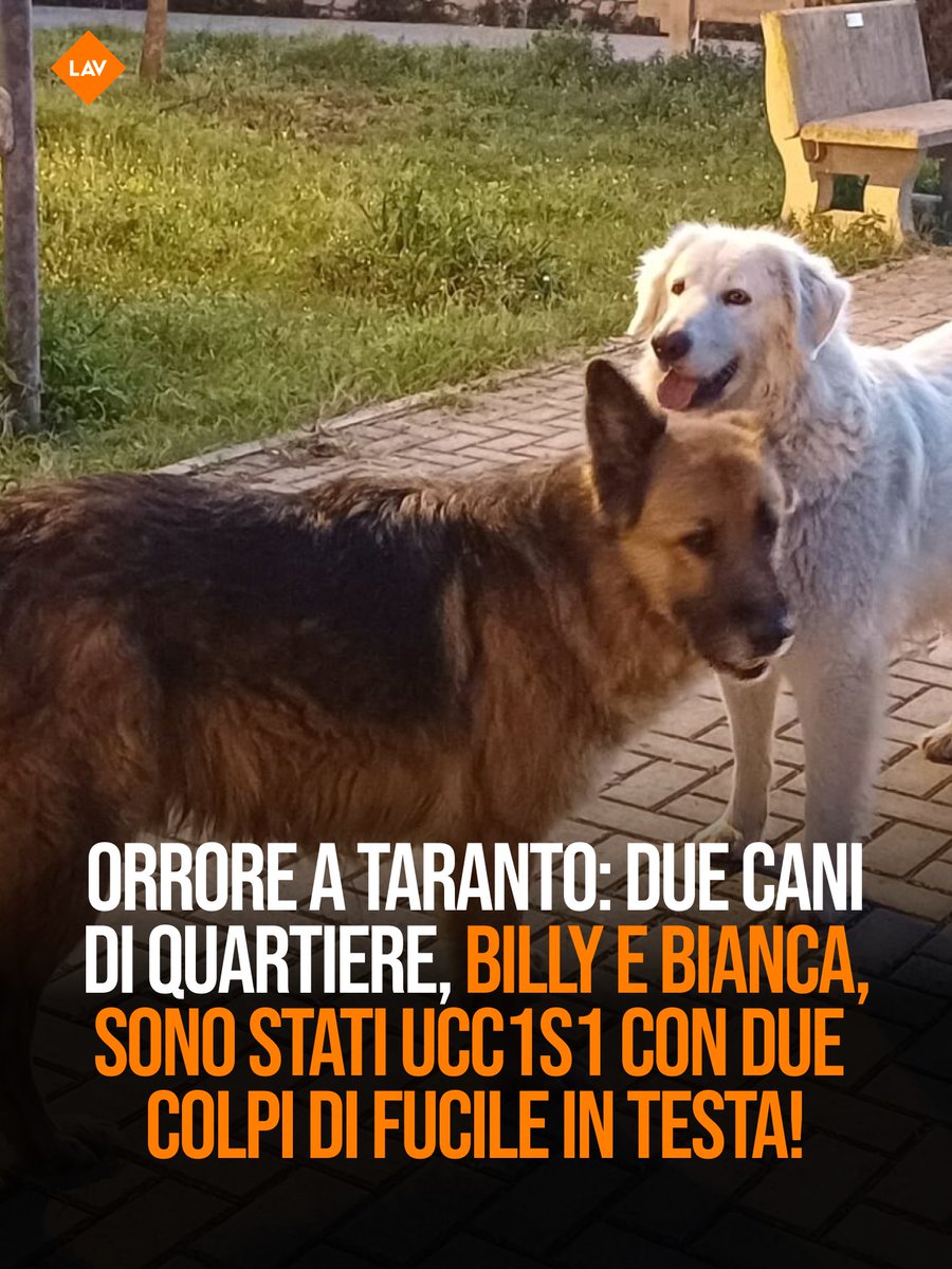 LAV_Italia's tweet photo. A Taranto due cani di quartiere, Billy e Bianca, sono stati uccisi con due colpi di fucile in testa. Una violenza inaudita e insensata, annunciamo denuncia e chiediamo indagini scrupolose per individuare e punire il responsabile👇#LAV
https://t.co/yoDTJCGQZl https://t.co/UNPRc7xYLn