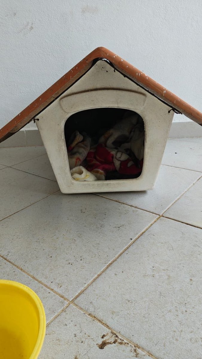 <a href="/arelimonter/">areli monter</a> <a href="/Ref_Franciscano/">REFUGIO FRANCISCANO AC</a> <a href="/PAOTmx/">PAOT</a> <a href="/FiscaliaCDMX/">Fiscalía CDMX</a> <a href="/ClaraBrugadaM/">Clara Brugada Molina</a> <a href="/Claudiashein/">Claudia Sheinbaum Pardo</a> La temperatura del Ajusco y de SantaFe donde estaban sin techos es similar 
Es mentira q no tengan cobijas 
Más de 240 están acomodados en cuartos,  donde se está acondicionando con tarimas y kennels. 60 en 2 espacios abiertos p noche y p día. Se está avanzando 

#CDMXAnimalista