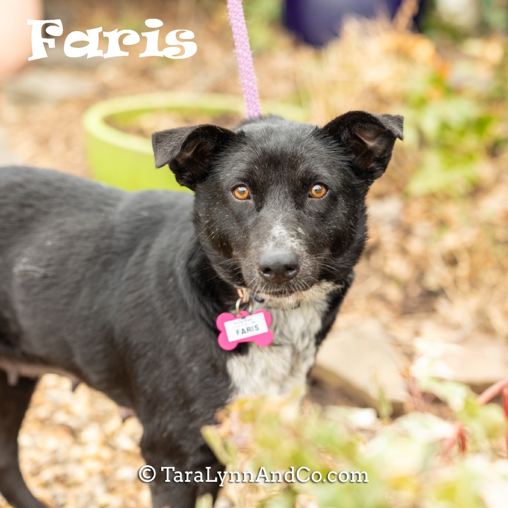 SavingGraceNC's tweet photo. Faris is a gorgeous, stunning, sweet girl who puts the "F" in fabulous! Meet this precious girl with an adoption request!
Learn more about Faris: https://t.co/PKRnk6VgGZ
#sgadoptme #savinggracenc #dogsofnc #rescueismyfavoritebreed https://t.co/2oWUAifjPl
