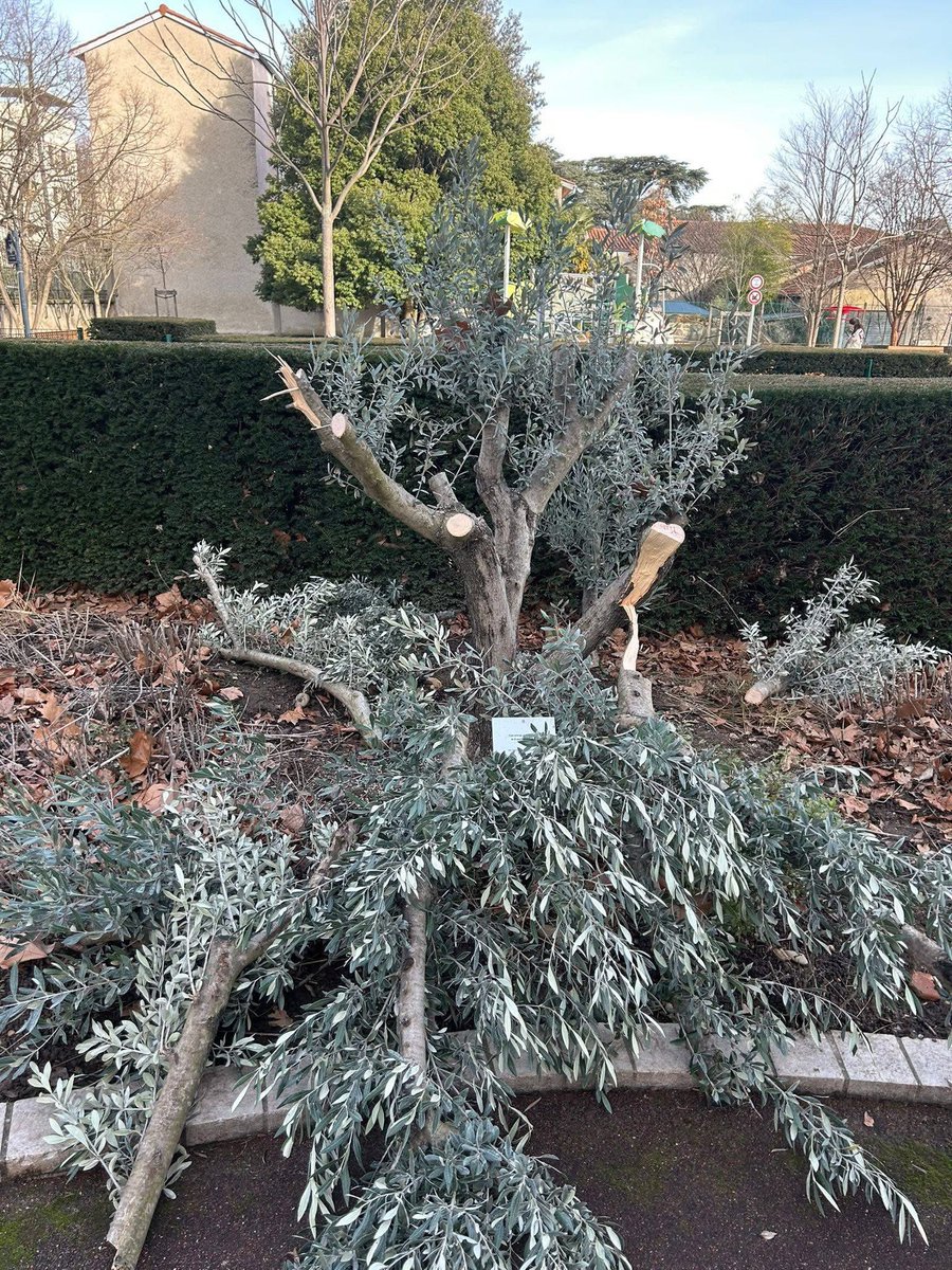 Lyon 1ère tweet media