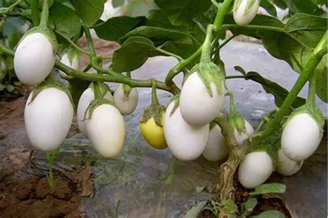 Perception_gap's tweet photo. Fake image かと思ったが，Eggplant というらしい． https://t.co/lmE7PkcymT