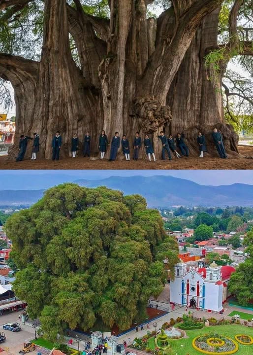Olbrzym, o którym zapomniał czas — El Árbol del Tule
Wyobraź sobie, że stoisz przed żywym olbrzymem — tak ogromnym, tak starożytnym, że widział powstawanie imperiów, upadek cywilizacji, a jednak… trwa.
Zakorzeniony głęboko w ziemi, nietknięty upływem wieków, sięga ku niebu —