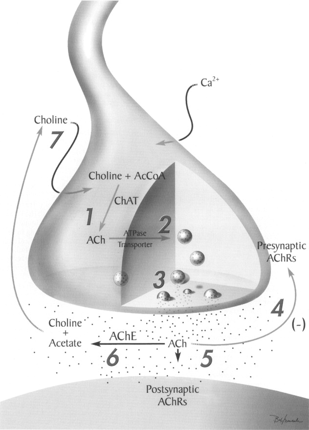 BasedBiohacker tweet media