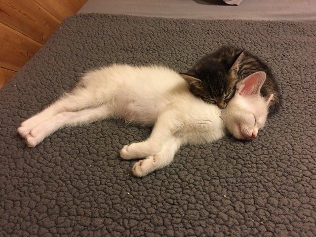 daily cats ♡ tweet media