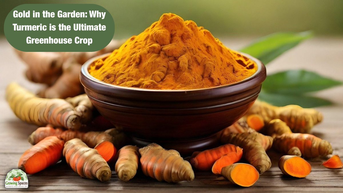 GrowingSpaces's tweet photo. Turmeric is the ultimate test of patience. ⏳ It can take 4-6 weeks to sprout, but the harvest is pure magic. If you have a greenhouse or a sunny window and a deep pot, you can be a turmeric farmer. 🪴🙋‍♂️

https://t.co/Epv0HI7yyd

#GrowingSpaces #DomeGrown https://t.co/MSVirpi1FQ