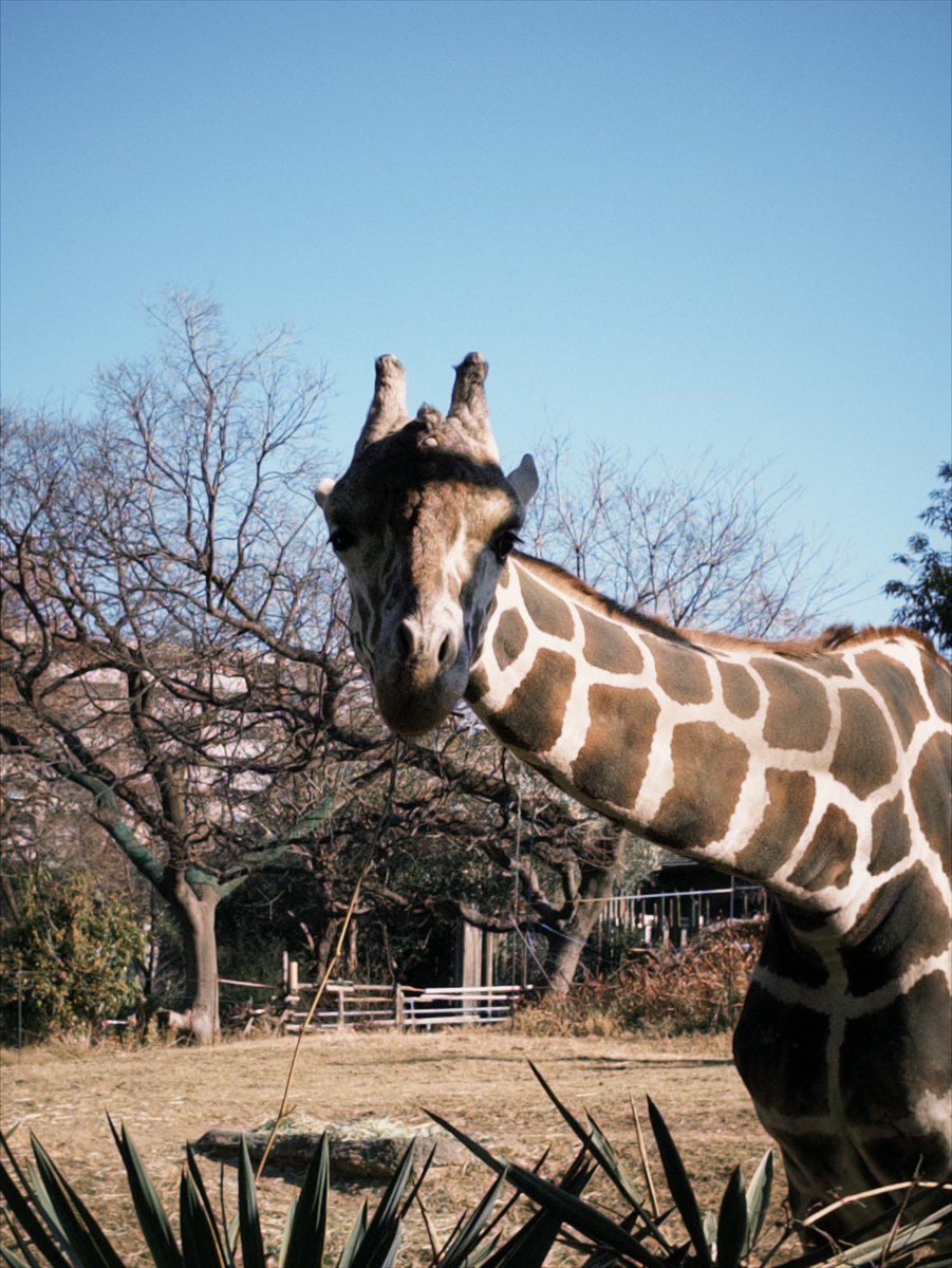 天王寺動物園動物很可愛