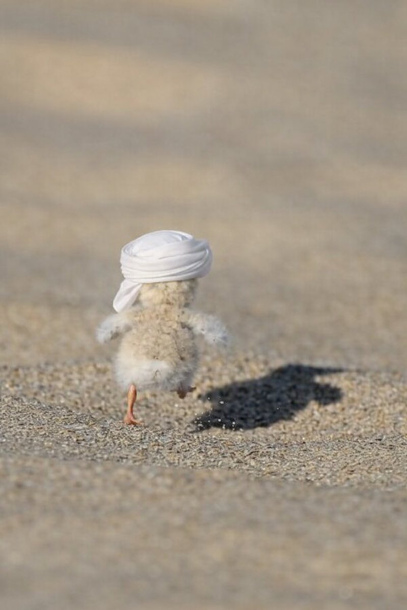 Q7Fshroosh's tweet image. لقد لعبت بالنار يا كتكوت ساحل عُمان. وحان وقت تأديبك وإرجاعك لحجمك الطبيعي كما يجب.

وبــأمــر الـعـظــمــى 🇸🇦