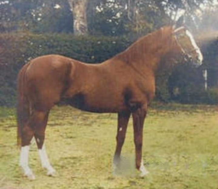 Ahmed Bin Suwayyid tweet media