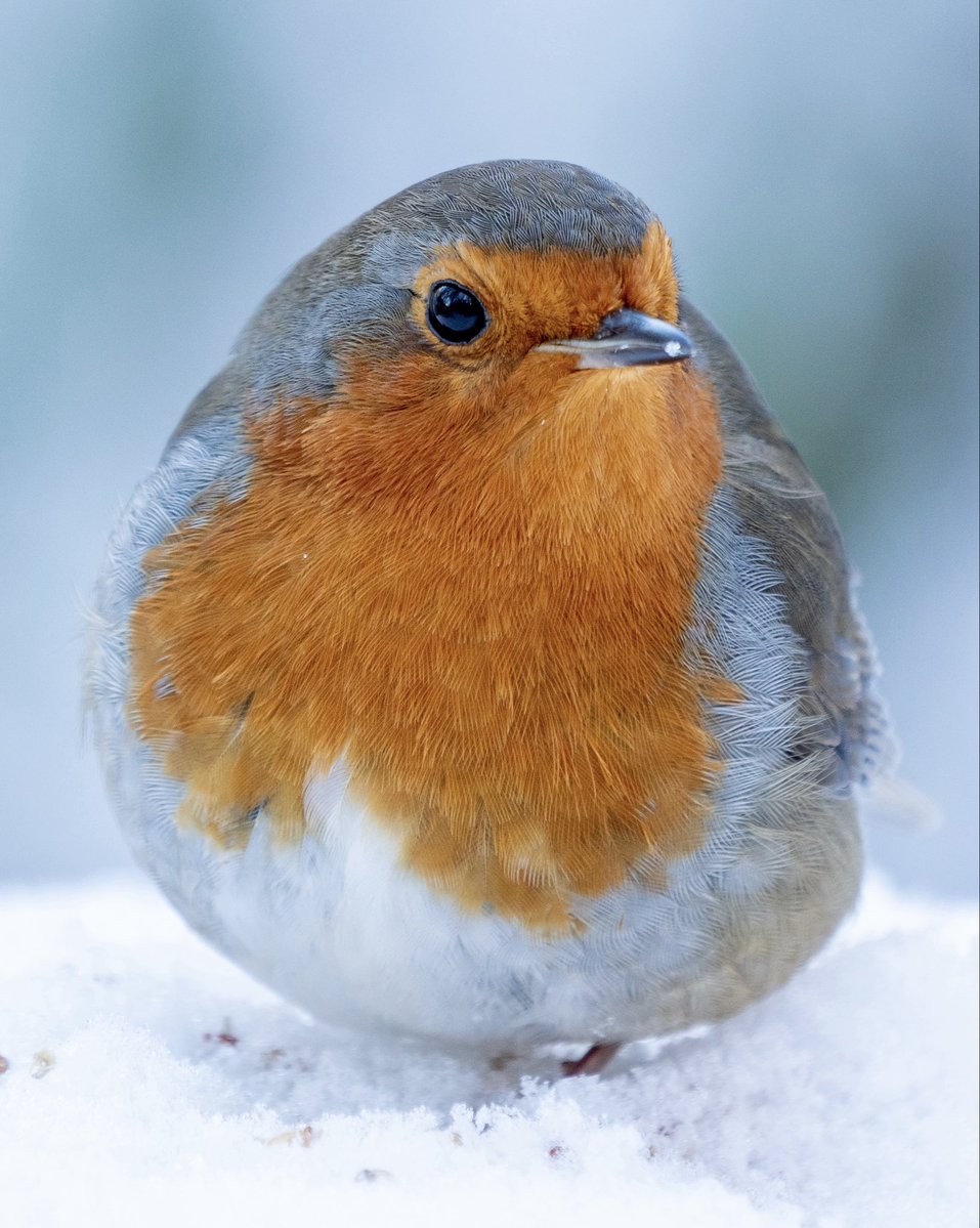 MariaCo54644105's tweet image. 🐦 🧡🧡🧡🧡🧡🧡🧡🧡🧡🧡🧡🧡🧡