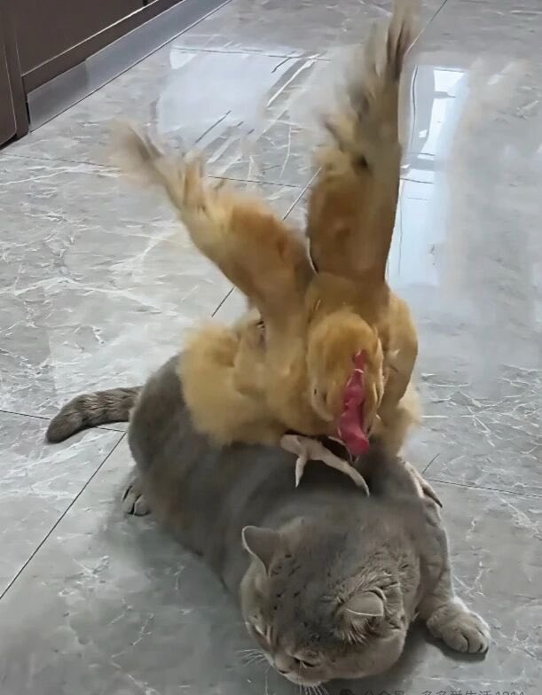 《格调》一书说最顶层人的行事和最底层某些方面是一致的。我视自己为底层，有个特点，隐藏不住自己情绪。如，某人得罪我了，虽想不计较，微信聊天正常回复，但3分钟后还是动手拉黑了。得知一位大佬（多数人认识）对若干年前在一个视频会议上观点不一致的同事，睚眦必报的报复，和我这个底层有什么区别