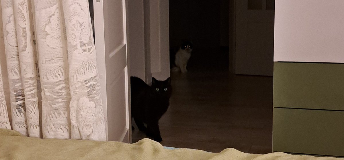 elfinvee's tweet image. Себастян привів з собою демона сонного паралічу. Закиньте 10 гривень і ваш сон не вкрадуть
send.monobank.ua/jar/2Sma2MGBnF