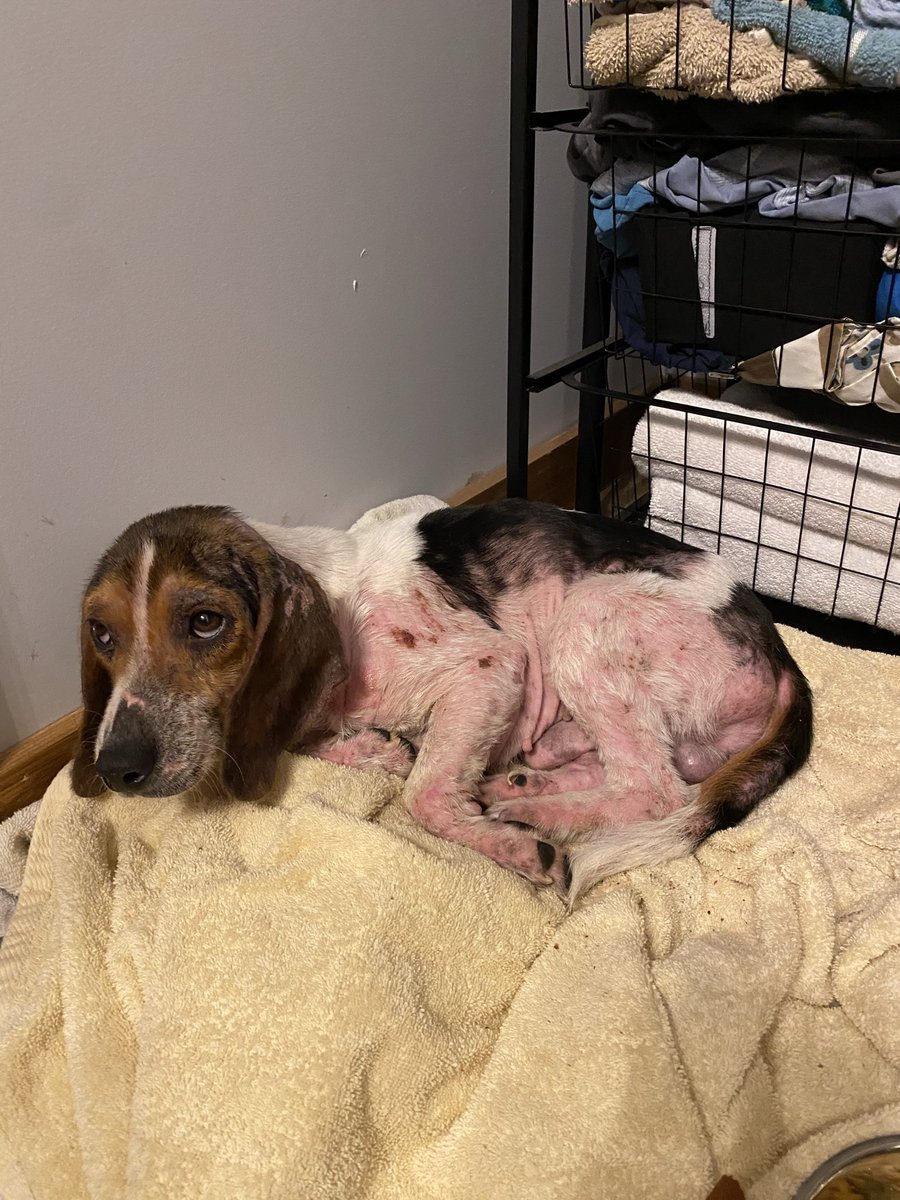 JohnKem28013340's tweet image. I found this little guy last Saturday night. He’s safe, warm, fed and skin conditions are being covered!❤️🐶