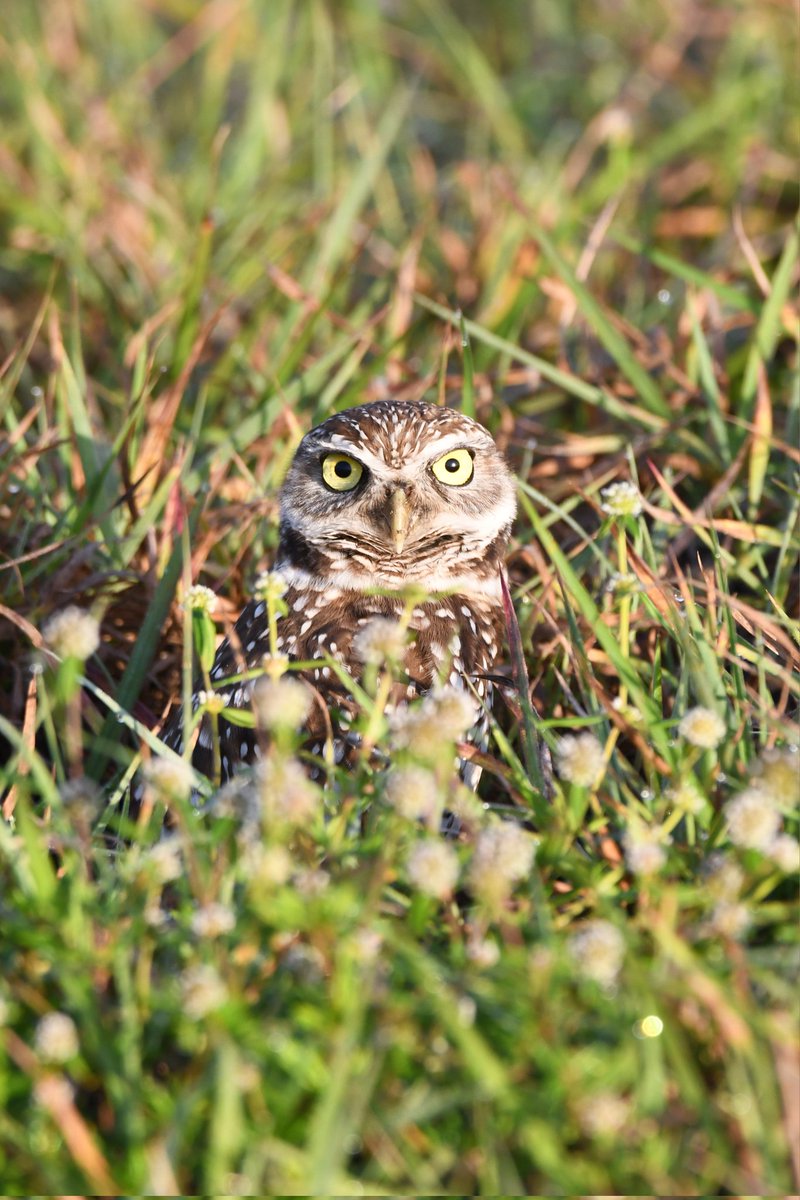 From night shift to day shift, his yellow eyes are always watching. 

Burrowing owl on security duty. 🦉