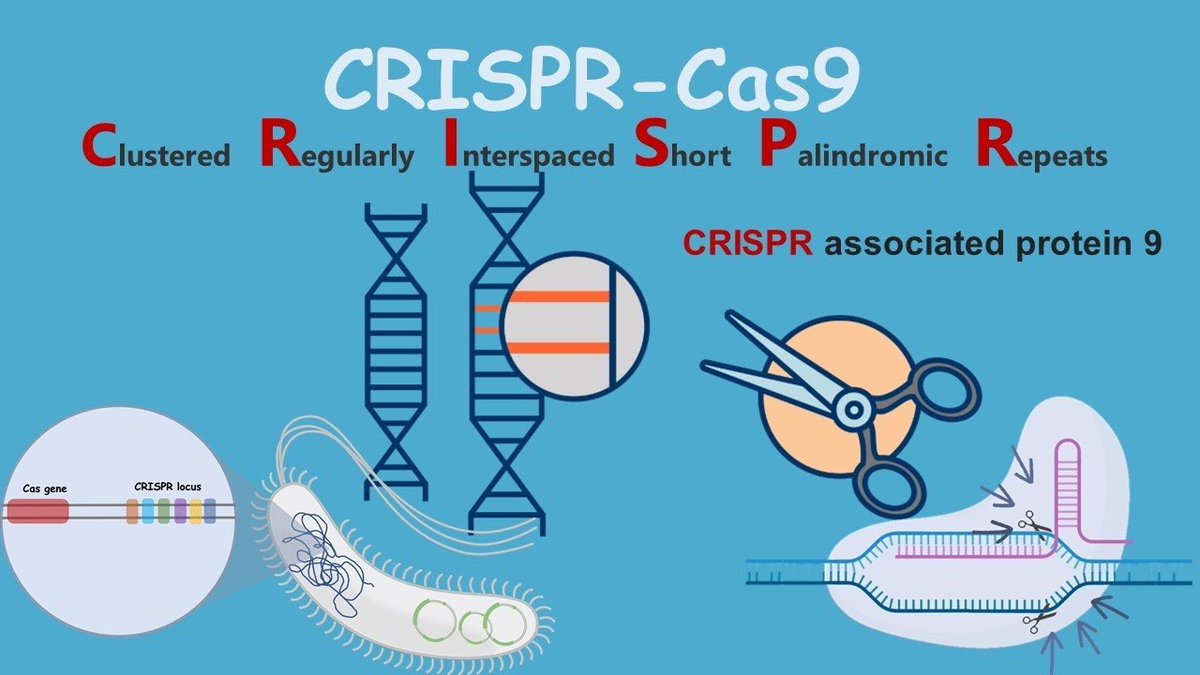 nicbosch2's tweet photo. $CRSP CRISPR Therapeutics is pioneering gene editing with massive upside.

Casgevy Momentum: Their approved therapy for sickle cell & beta-thalassemia hit over $100M in 2025 revenue, with projections at $112M this year, $273M in 2027, and potentially $1B by 2030

Finances: Starting 2026 with ~$2B in cash, funding a broad pipeline across cardio, autoimmune, oncology, and rare diseases

Undervalued: Trading around $55, but DCF models suggest it's 70% undervalued at an intrinsic value of $193/share. Analysts rate it a Buy with $71.50 target (32% upside).