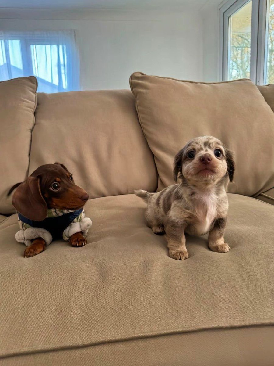 twaniimals's tweet image. 