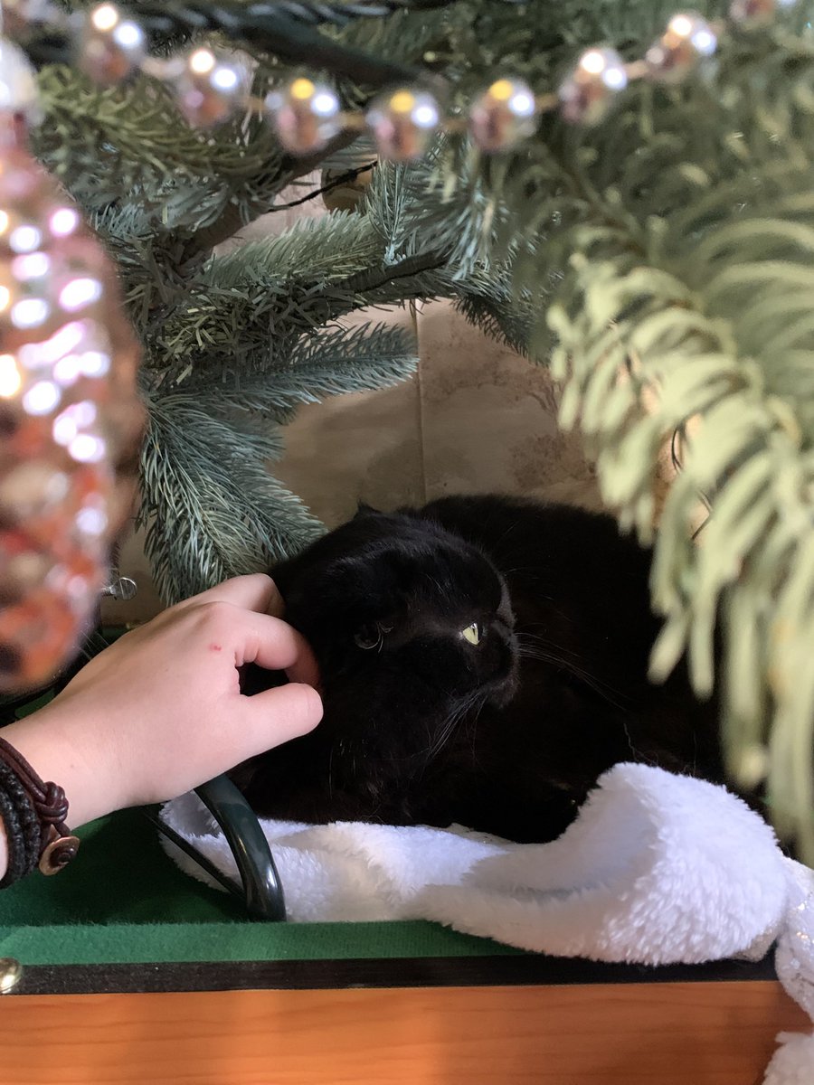 murrmason's tweet image. у родителей под елкой был обнаружен припозднившийся новогодний подарочек