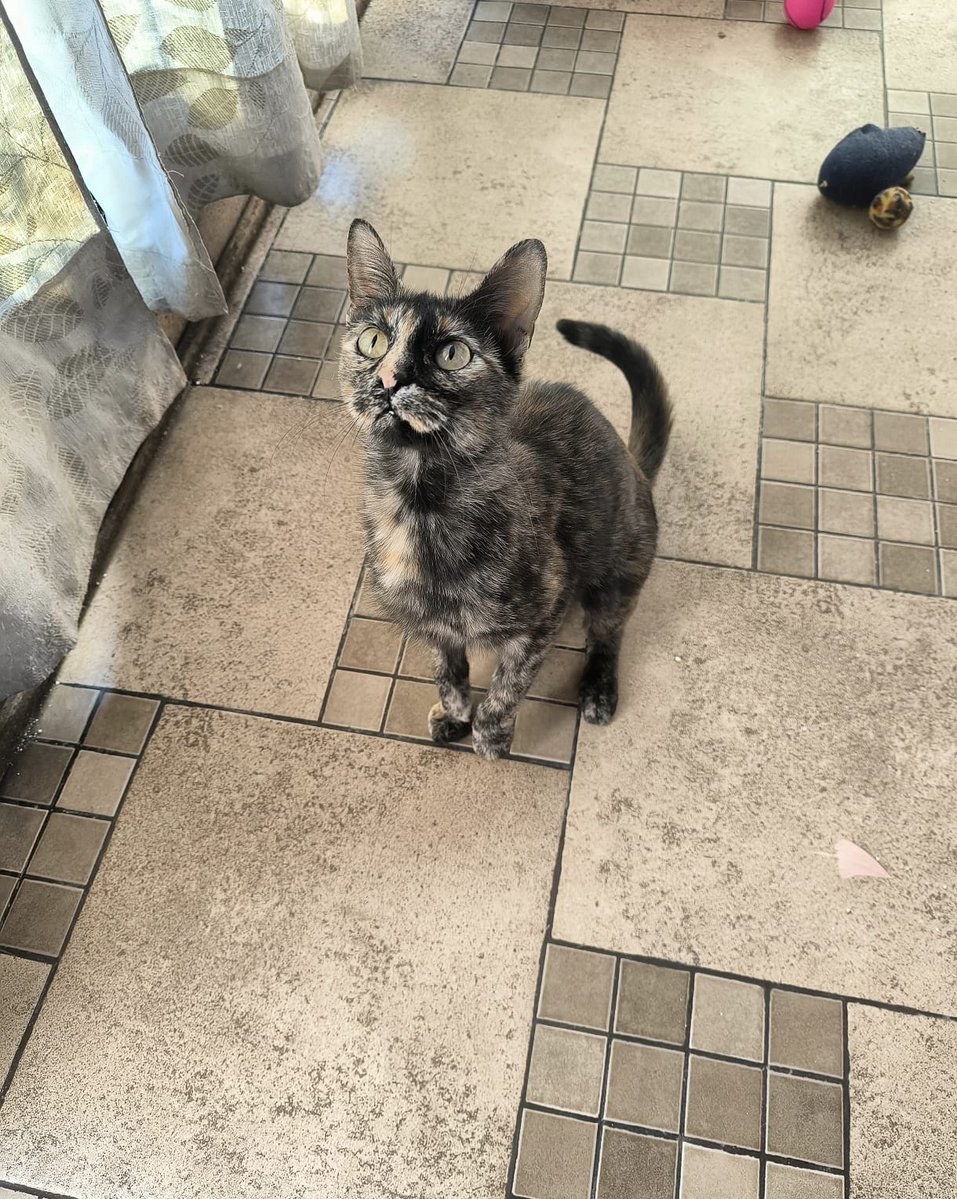 Las michitas carey son las más bonitas, decididas y con carácter... Ah y Necani es súper platicona, como plus. 😅

Ya tiene  todo su protocolo de salud completo (esterilizada, desparasitada,  negativa a VILeF y vacunada). 

¿Le ayudan a este rayo de sol a encontrar su hogar,