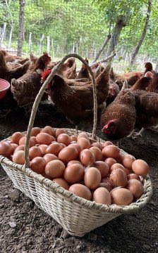 GodsonKankani's tweet photo. Starting a Poultry Farm with 150 Birds

This is a conservative, practical estimate for a beginner/owner-managed operation, assuming you buy 165 day-old chicks (to cover typical 5–10% mortality), use simple locally built housing, and manage most labor yourself. Cost falls in the range of GH₵ 15,500 – 20,000.

Quick Breakdown of the Main Contributors to the Total

Initial cost
  - Poultry house: GH₵ 7,000 – 10,000  
  - Equipment (feeders, drinkers, brooders/heaters): GH₵ 1,000 – 2,000  
  - Permits: GH₵ 500 – 1,000  

First Production Cycle
  - Day-old chicks (165 at ~GH₵ 8–12 each): GH₵ 1,300 – 2,000  
  - Feed: GH₵ 3,800 – 5,000 
  - Vaccines/meds, brooding, utilities, labor (part-time), misc: GH₵ 1,400 – 2,000  

Grand Total to Get Started & Complete the First Cycle: GH₵ 15,500 – 20,000
----------------------------------------------
This gets you operational and ready to sell your first batch (~135–150 birds at market price GH₵ 60–80 each at wholesale price potential revenue GH₵ 8,000–12,000). After the first cycle, ongoing costs drop to ~GH₵ 6,500–9,000 per batch (no major setup again).

Poultry remains viable in Ghana, but success depends heavily on management, disease control, and watching feed prices. Start small, learn as you go, and talk to local vets or GAPFA for the very latest quotes in your area!