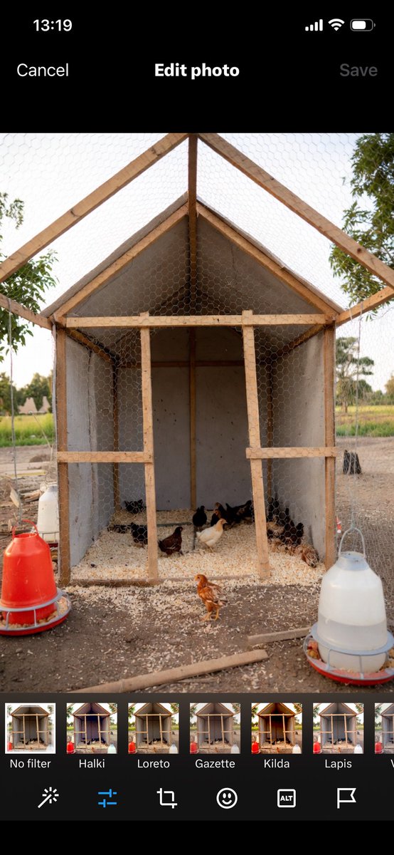 GodsonKankani's tweet photo. Starting a Poultry Farm with 150 Birds

This is a conservative, practical estimate for a beginner/owner-managed operation, assuming you buy 165 day-old chicks (to cover typical 5–10% mortality), use simple locally built housing, and manage most labor yourself. Cost falls in the range of GH₵ 15,500 – 20,000.

Quick Breakdown of the Main Contributors to the Total

Initial cost
  - Poultry house: GH₵ 7,000 – 10,000  
  - Equipment (feeders, drinkers, brooders/heaters): GH₵ 1,000 – 2,000  
  - Permits: GH₵ 500 – 1,000  

First Production Cycle
  - Day-old chicks (165 at ~GH₵ 8–12 each): GH₵ 1,300 – 2,000  
  - Feed: GH₵ 3,800 – 5,000 
  - Vaccines/meds, brooding, utilities, labor (part-time), misc: GH₵ 1,400 – 2,000  

Grand Total to Get Started & Complete the First Cycle: GH₵ 15,500 – 20,000
----------------------------------------------
This gets you operational and ready to sell your first batch (~135–150 birds at market price GH₵ 60–80 each at wholesale price potential revenue GH₵ 8,000–12,000). After the first cycle, ongoing costs drop to ~GH₵ 6,500–9,000 per batch (no major setup again).

Poultry remains viable in Ghana, but success depends heavily on management, disease control, and watching feed prices. Start small, learn as you go, and talk to local vets or GAPFA for the very latest quotes in your area!