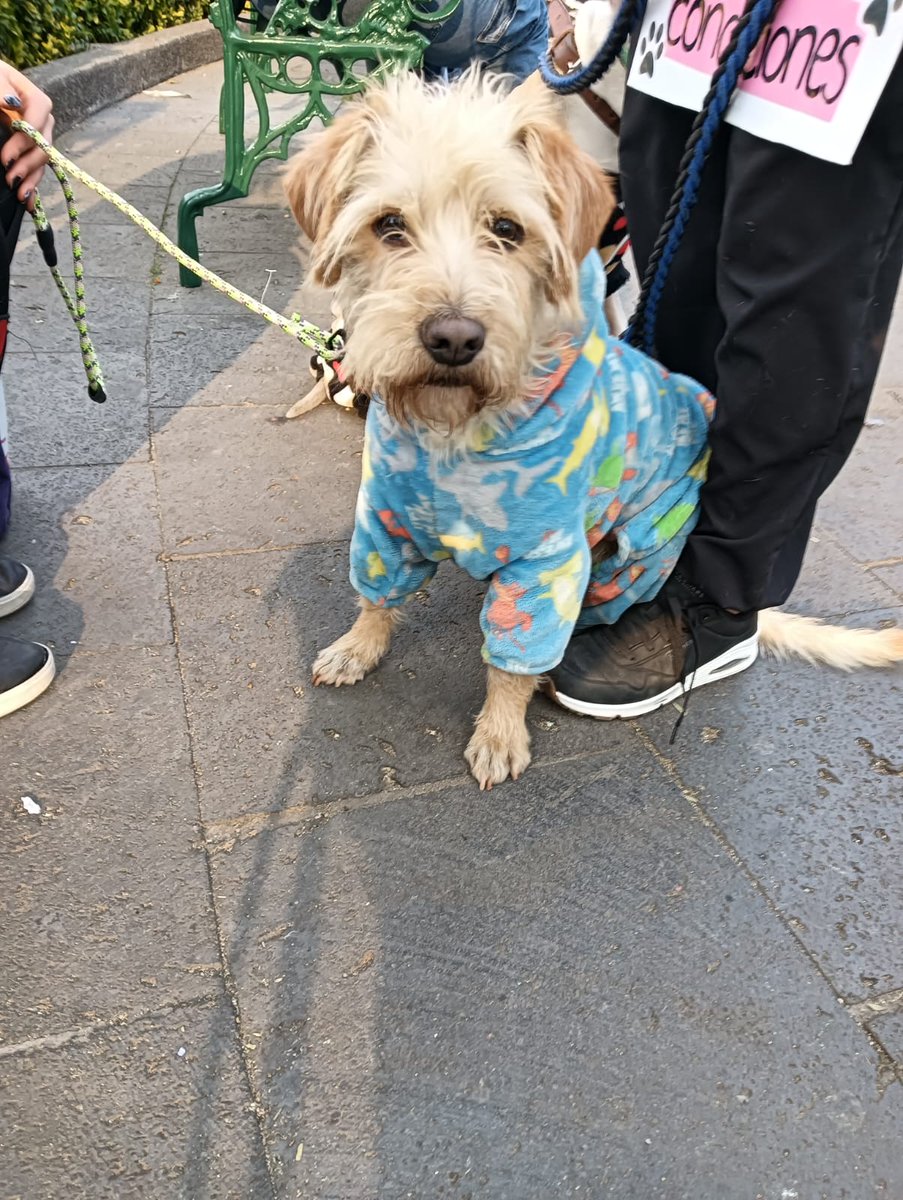 No tuvo suerte 🥺 ni una persona se interesó en adoptarlo en Coyoacán.  
🥺🥺 Porque? si es bien bonito!
Es talla chica-mediana, amigable con otros perros es súper lindo 
Tiene 2 años aproximadamente, vacunado desparasitado y esterilizado.  
Urge hogar por favor 🙏🏼 
Wats