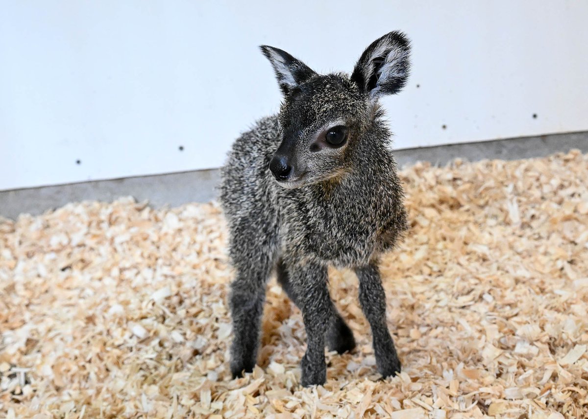 brookfield_zoo's tweet image. We’re thrilled to announce the arrival of a male klipspringer calf, born January 2! 🍼🦌

Native to southeastern Africa, klipspringers are one of the smallest antelope species, standing just shy of two feet tall at the shoulder when fully grown.