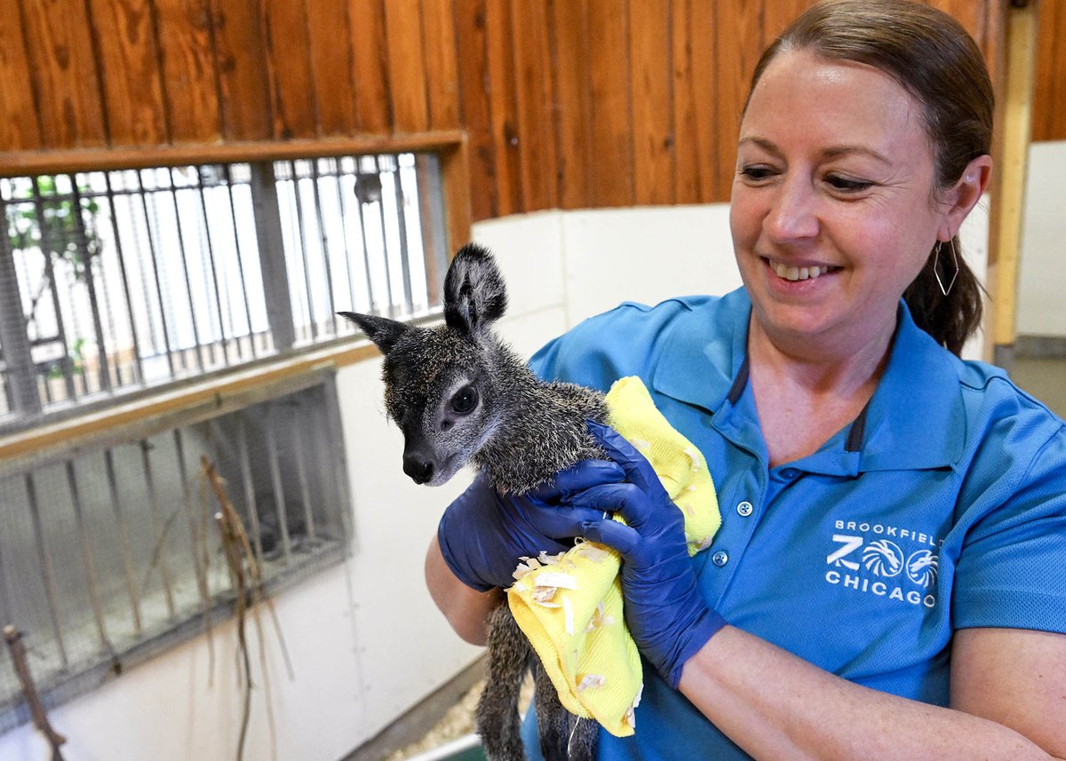 brookfield_zoo's tweet image. We’re thrilled to announce the arrival of a male klipspringer calf, born January 2! 🍼🦌

Native to southeastern Africa, klipspringers are one of the smallest antelope species, standing just shy of two feet tall at the shoulder when fully grown.