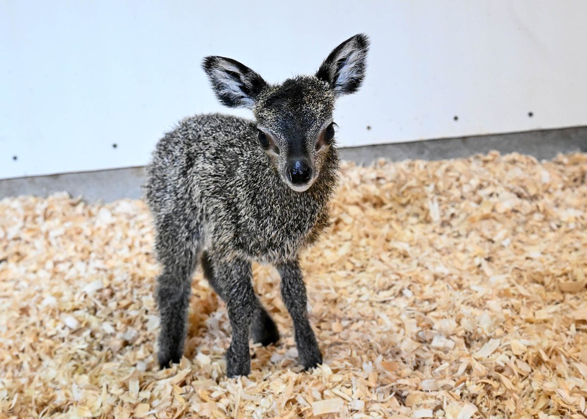 brookfield_zoo's tweet image. We’re thrilled to announce the arrival of a male klipspringer calf, born January 2! 🍼🦌

Native to southeastern Africa, klipspringers are one of the smallest antelope species, standing just shy of two feet tall at the shoulder when fully grown.