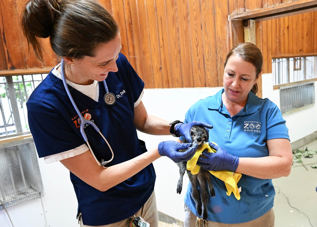 brookfield_zoo's tweet image. We’re thrilled to announce the arrival of a male klipspringer calf, born January 2! 🍼🦌

Native to southeastern Africa, klipspringers are one of the smallest antelope species, standing just shy of two feet tall at the shoulder when fully grown.