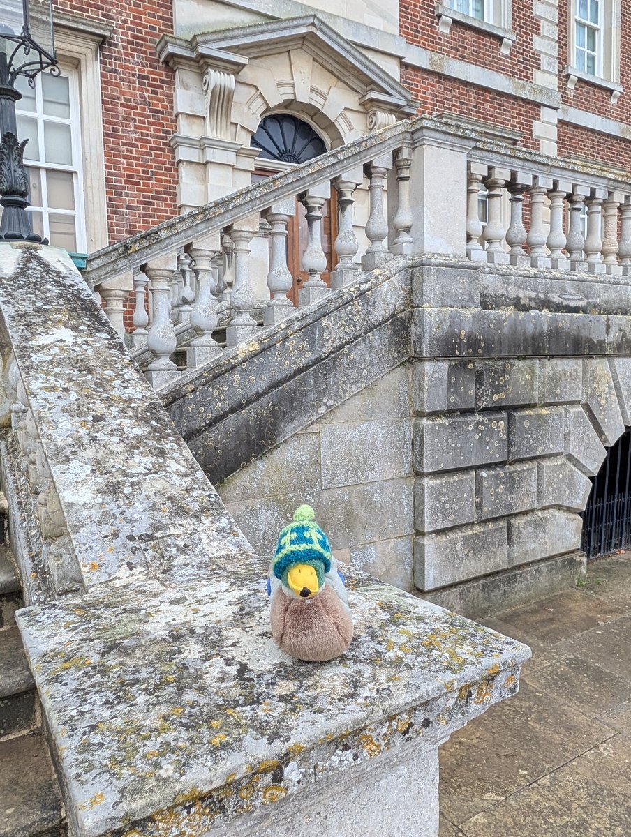 Mr Quacks tweet media