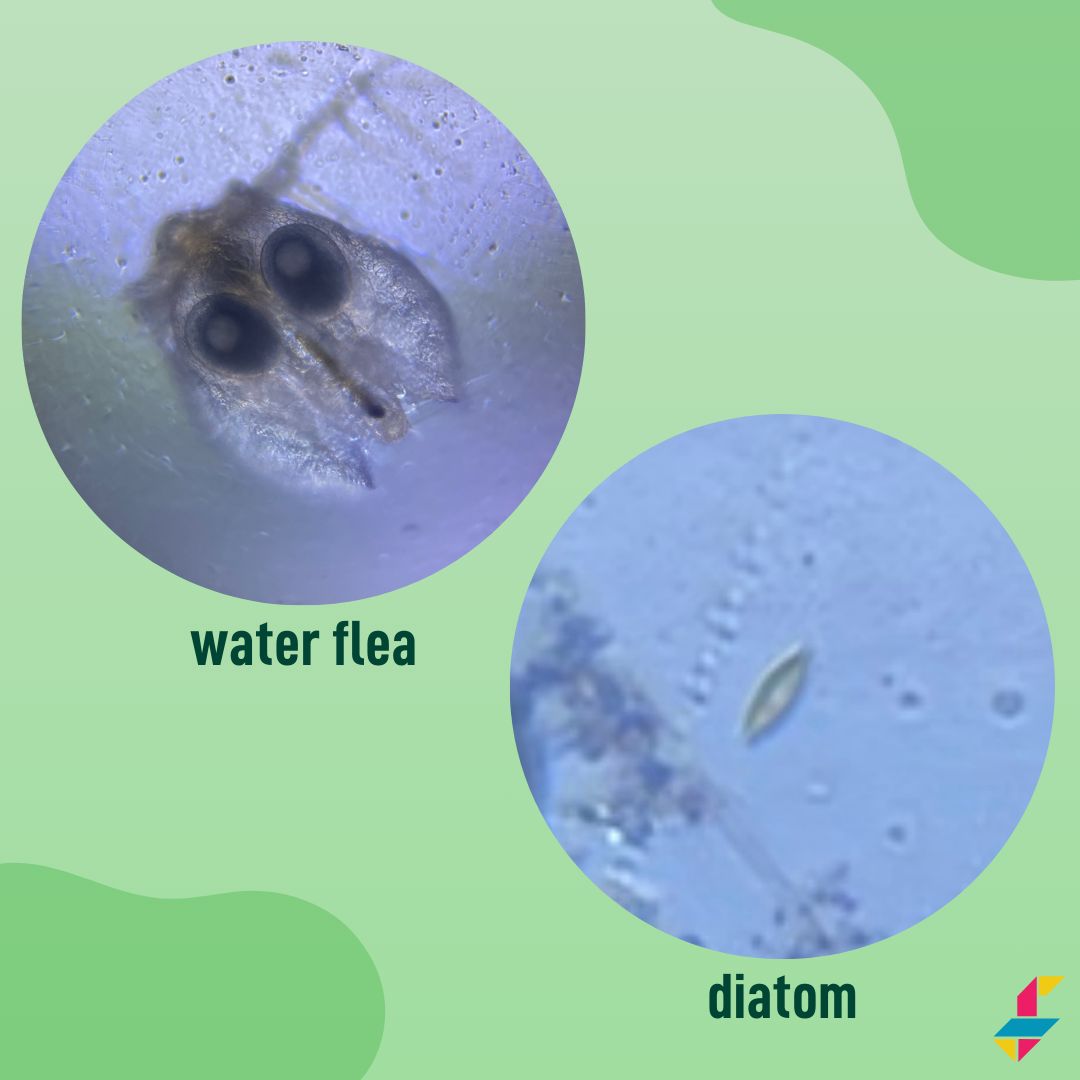 Foldscope tweet media