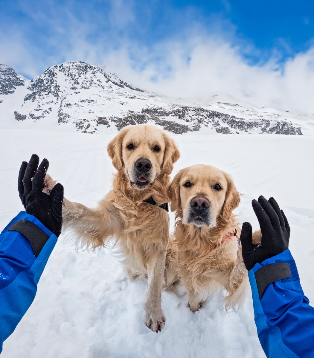 GoPro's tweet image. Photo of the Day: Don't forget to high-5 your homies 🫸🫷

📷 POV from $100 GoPro Award recipient Luca Martinis 👉 GoPro.com/Awards

#GoPro #GoProPets #DogsOfInstagram #GoldenRetriever